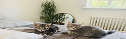Mixed Breed cats for sale: 4 Kittens Looking for Their Forever Homes 🐾 - Advert 6