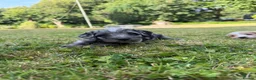 Cockapoo dogs for sale: 6 beautiful F1 cockapoo pups for sale in Neath - Advert 10