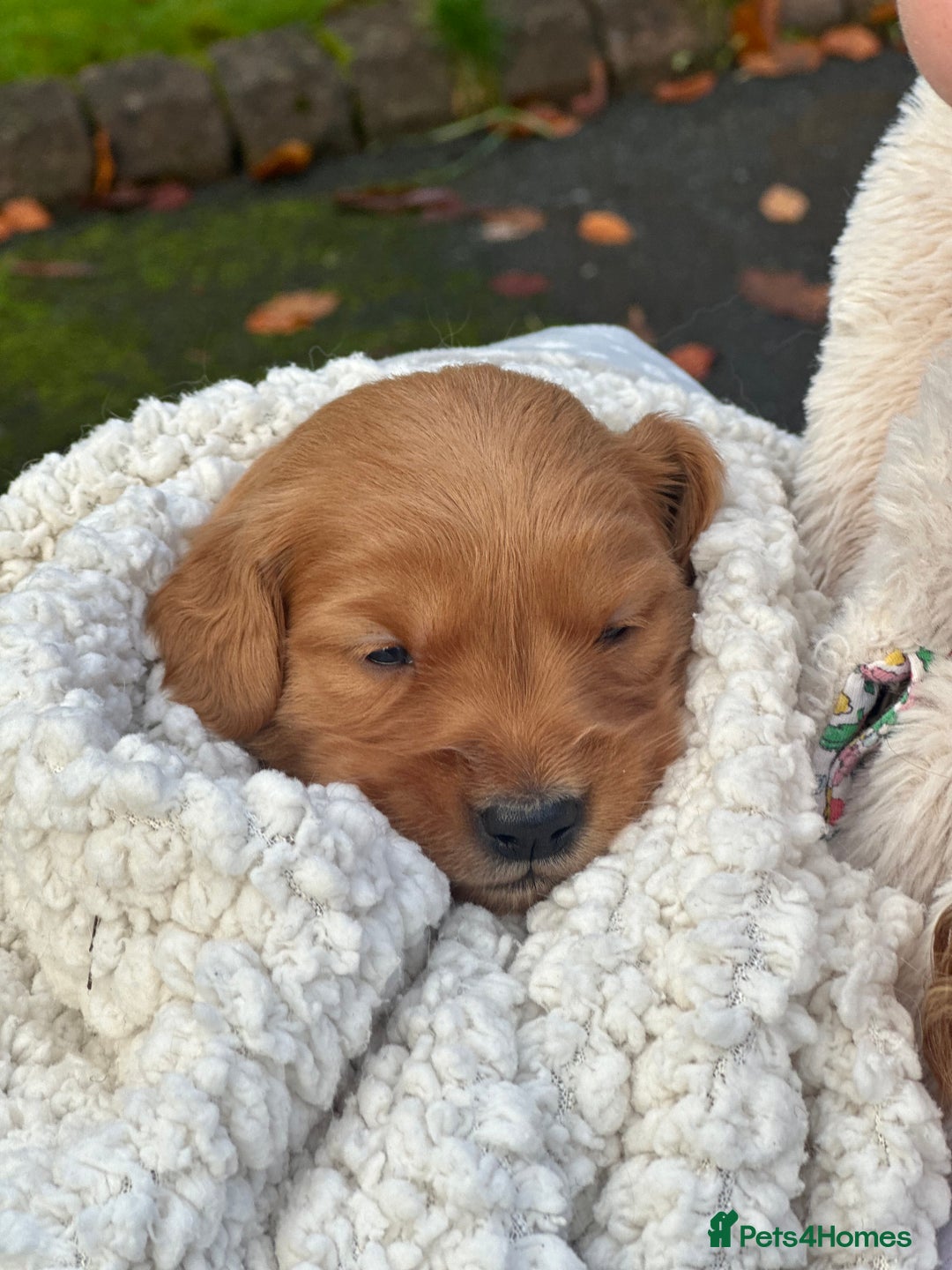 Golden Retriever dogs for sale: Working golden retriever  - Advert 6