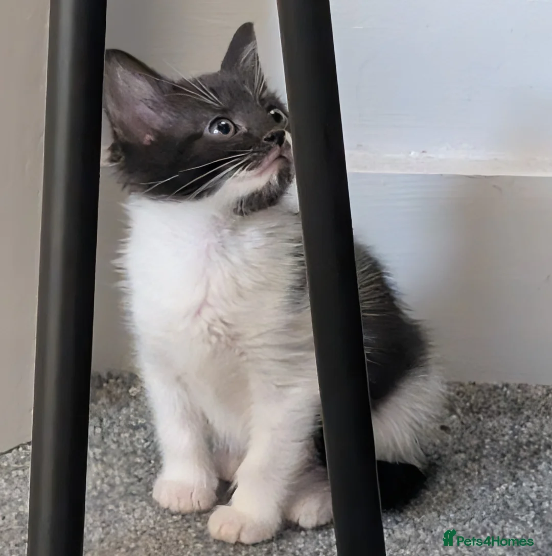 British Shorthair cats for sale: 2 Playful kittens  - Advert 5