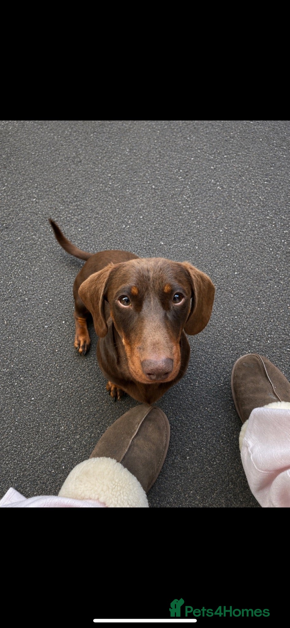 Miniature Dachshund dogs 11 month old Male Miniature Dachshund  - Advert 6