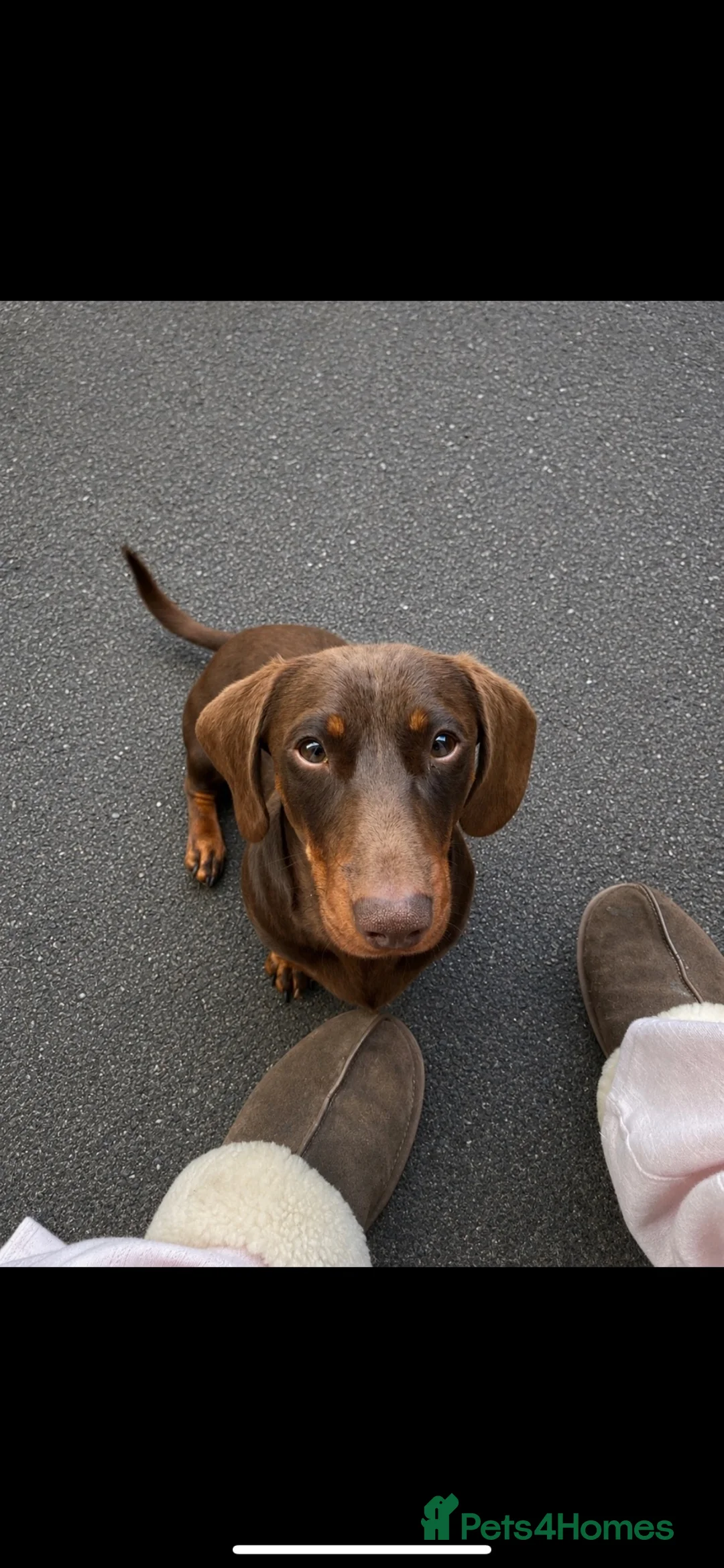 Miniature Dachshund dogs for sale: 11 month old Male Miniature Dachshund  - Advert 1