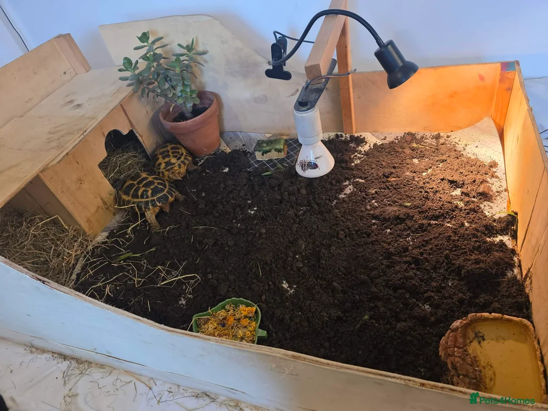 Tortoise reptiles for sale: 2 Russian Tortoises  - Advert 1