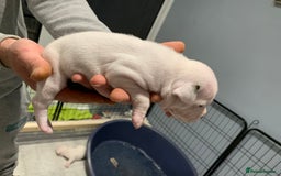 Staffordshire Bull Terrier dogs for sale: Staffordshire Bull terrier Puppies  - Image 15