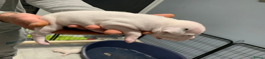 Staffordshire Bull Terrier Puppy 4