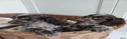 Cocker Spaniel dogs for sale: Cocker spaniel puppies in London - Advert 10
