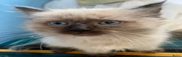 Ragdoll cats for sale: Ragdoll kittens  - Advert 18
