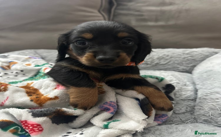 Miniature Dachshund dogs Miniature dachshunds  - Advert 5