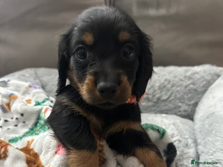 Miniature Dachshund dogs Miniature dachshunds - Advert 1