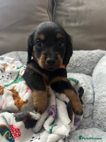 Miniature Dachshund dogs Miniature dachshunds - Advert 5