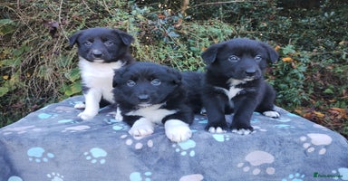 Border Collie dogs - Advert 2