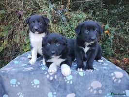 Border Collie dogs - Advert 2