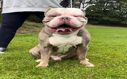Olde English Bulldogge dogs for stud: Thor, Olde English Bulldog Stud - Image 1