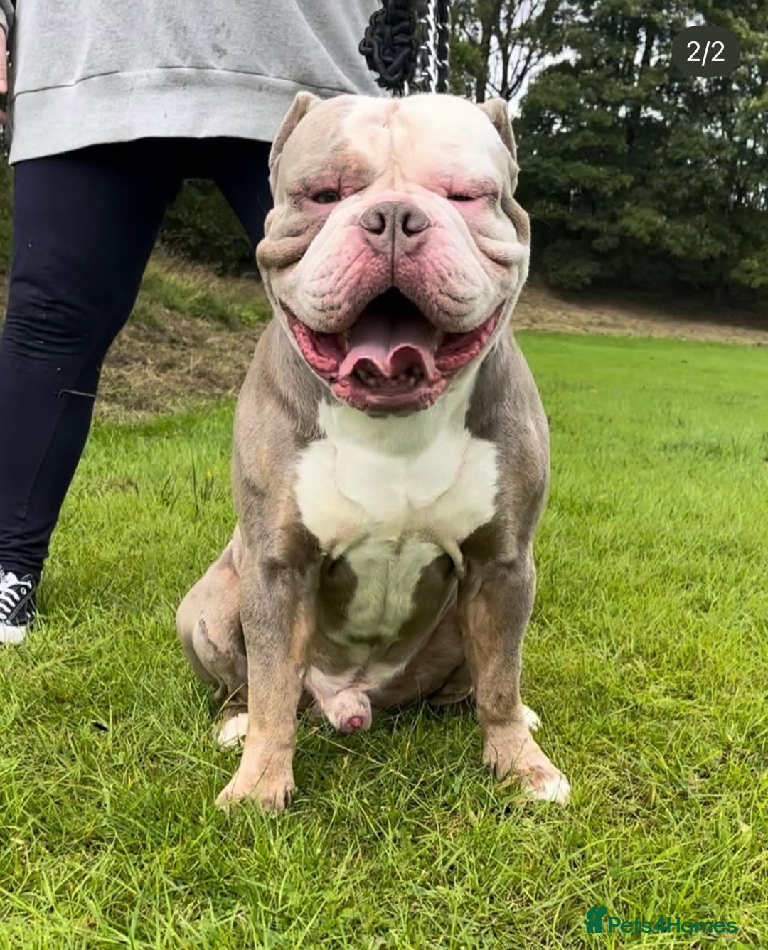 Olde English Bulldogge dogs for stud: Thor, Olde English Bulldog Stud - Image 1