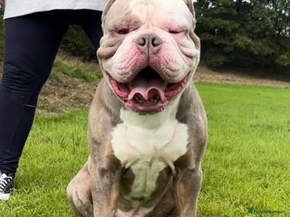 Olde English Bulldogge dogs - Advert 2