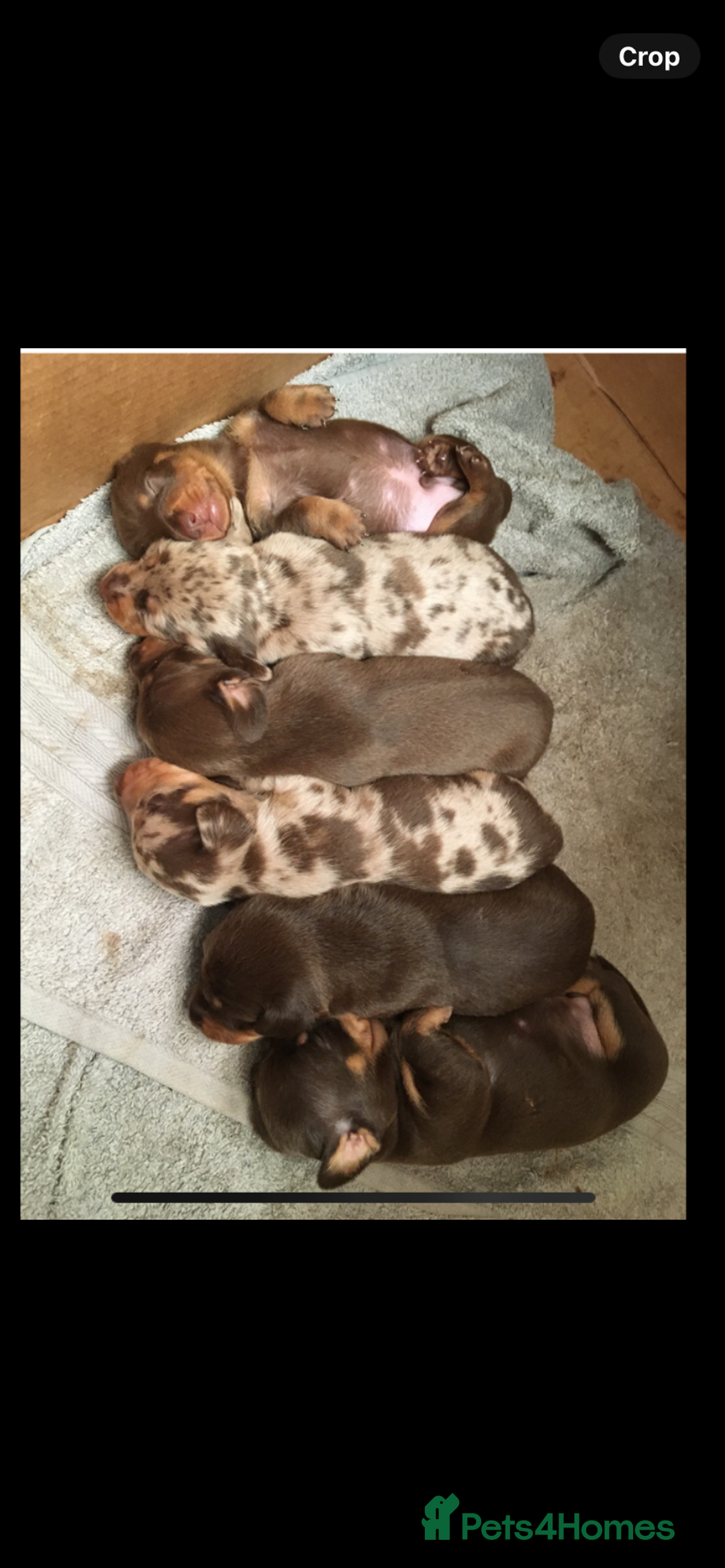 Dachshund dogs for sale: 6 little Dacshund puppies! 2 Dapples!  - Image 14