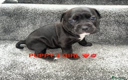 Staffordshire Bull Terrier dogs for sale: 4 staffy pups  - Image 13