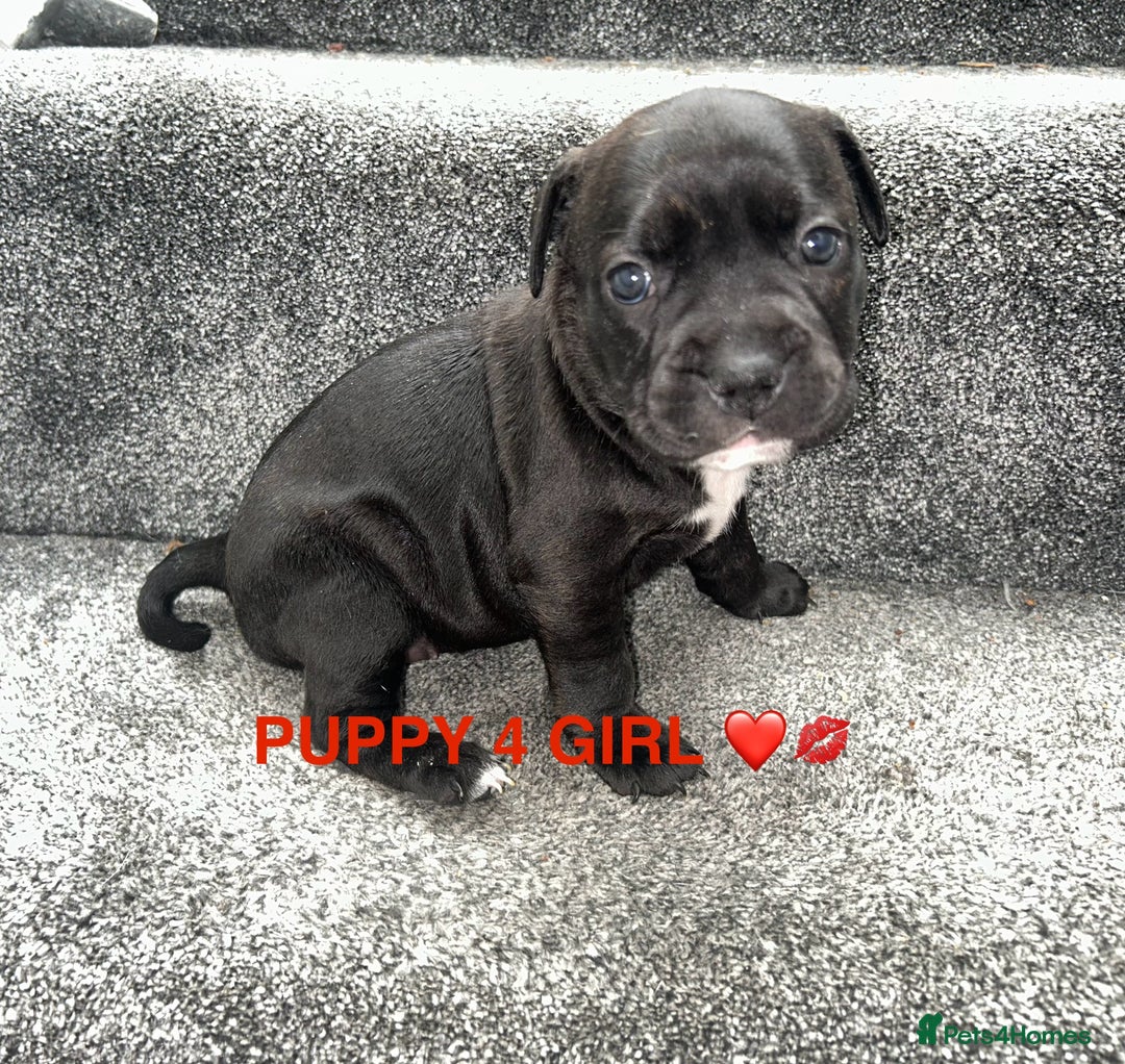 Staffordshire Bull Terrier dogs for sale: 4 staffy pups  - Image 13