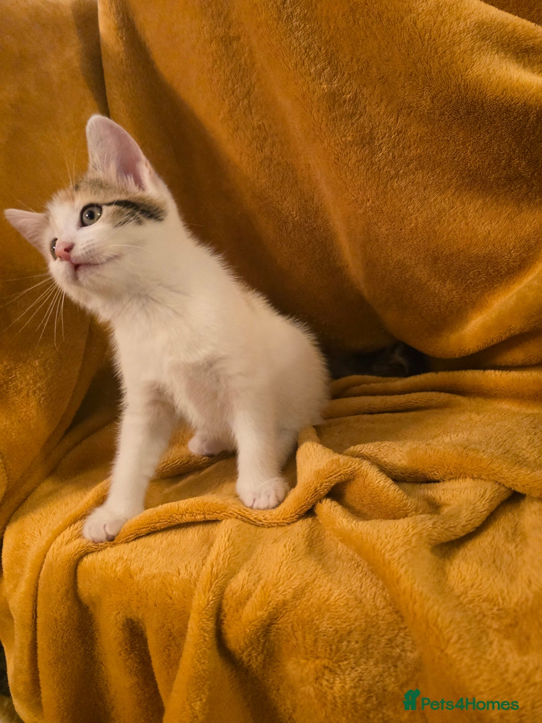 Mixed Breed cats for sale: 4 boys and 2 girls Family-Raised, Well-Socialised  - Image 22