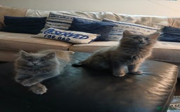 British Shorthair cats for sale: Gorgeous Short-hair British Blue - Image 1