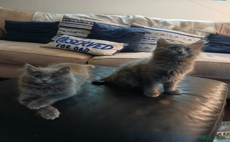 British Shorthair cats - Advert 7