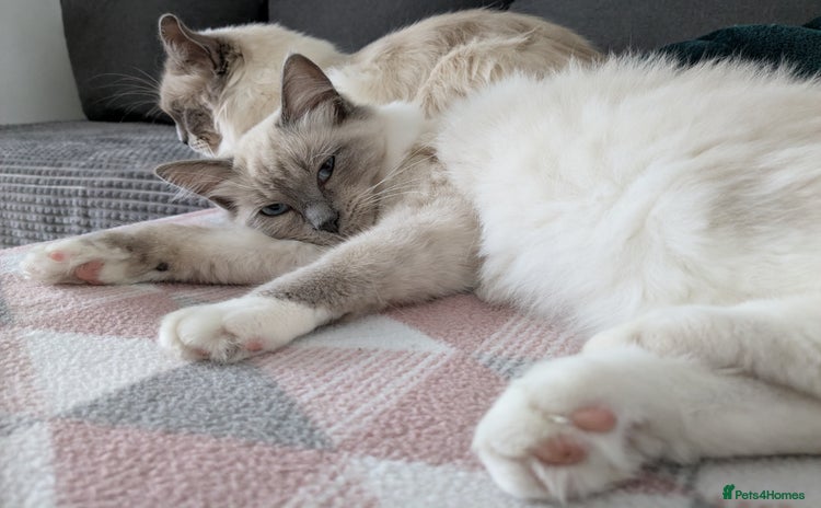 Ragdoll cats - Advert 14
