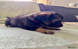 Mixed Breed dogs for sale: Sprollie x husky puppies  - Image 3