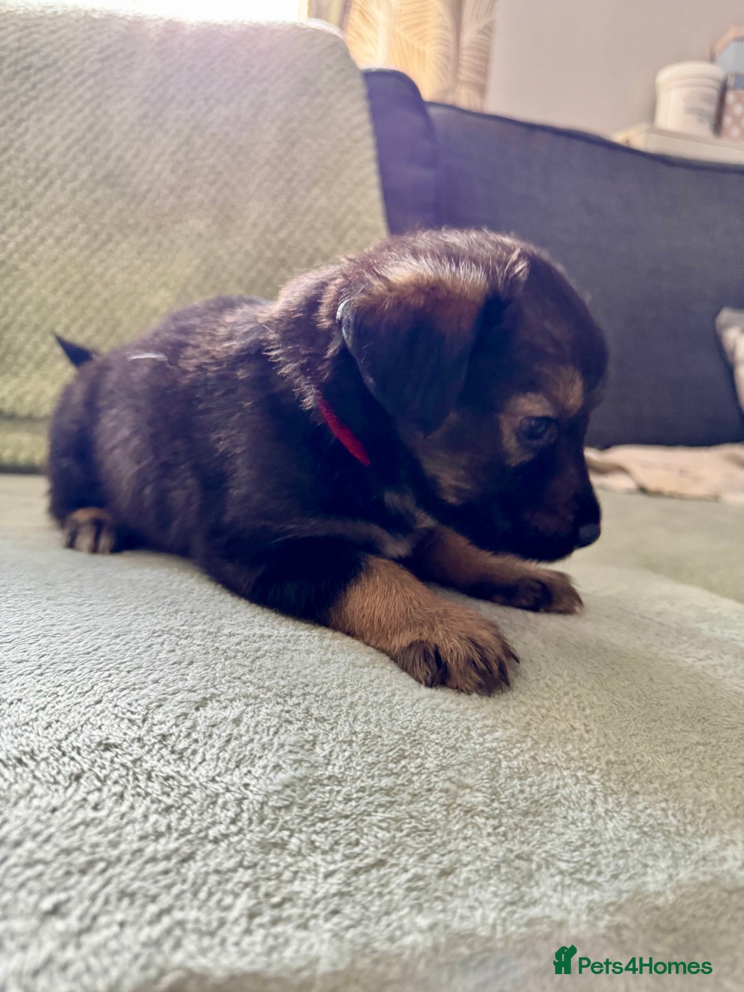 Mixed Breed dogs for sale: Sprollie x husky puppies  - Image 3