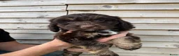 Cockapoo dogs for sale: F1 Cockapoo puppies  in Carnforth - Advert 3