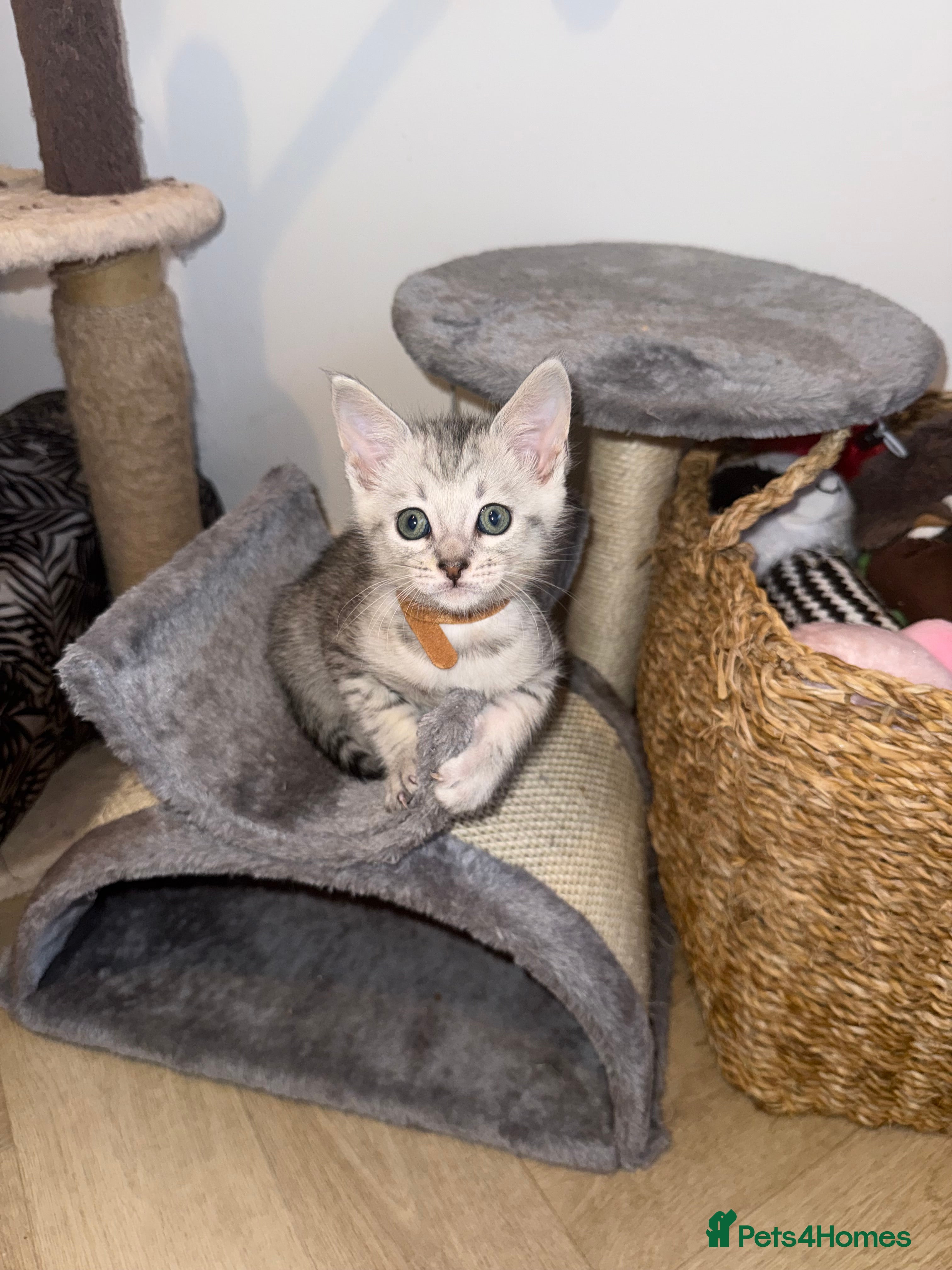 Maine Coon cats Maine Coon x Savannah Kittens - Advert 1