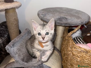 Maine Coon cats Maine Coon x Savannah Kittens - Advert 1