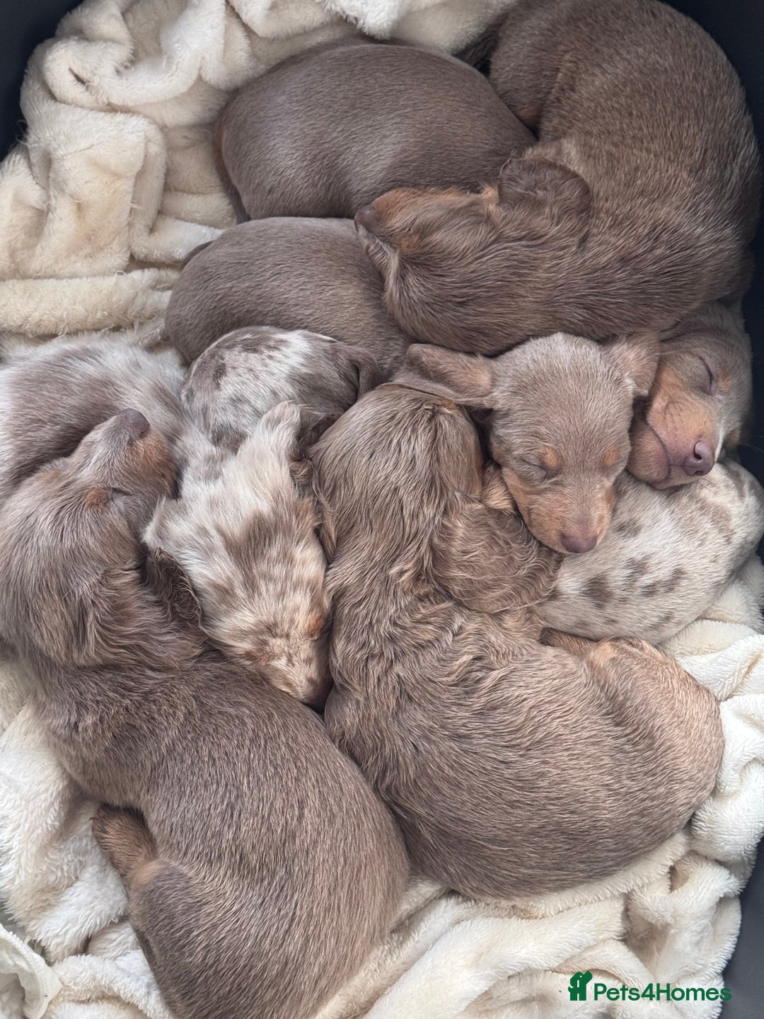 Miniature Dachshund dogs for sale: Gorgeous Miniature Daschunds  - Image 8