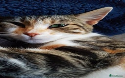 Mixed Breed cats for sale: Gorgeous adorable playful friendly kittens  - Image 21
