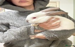 Californian rabbits for sale: Californian Does and Bucks ready now - Image 2