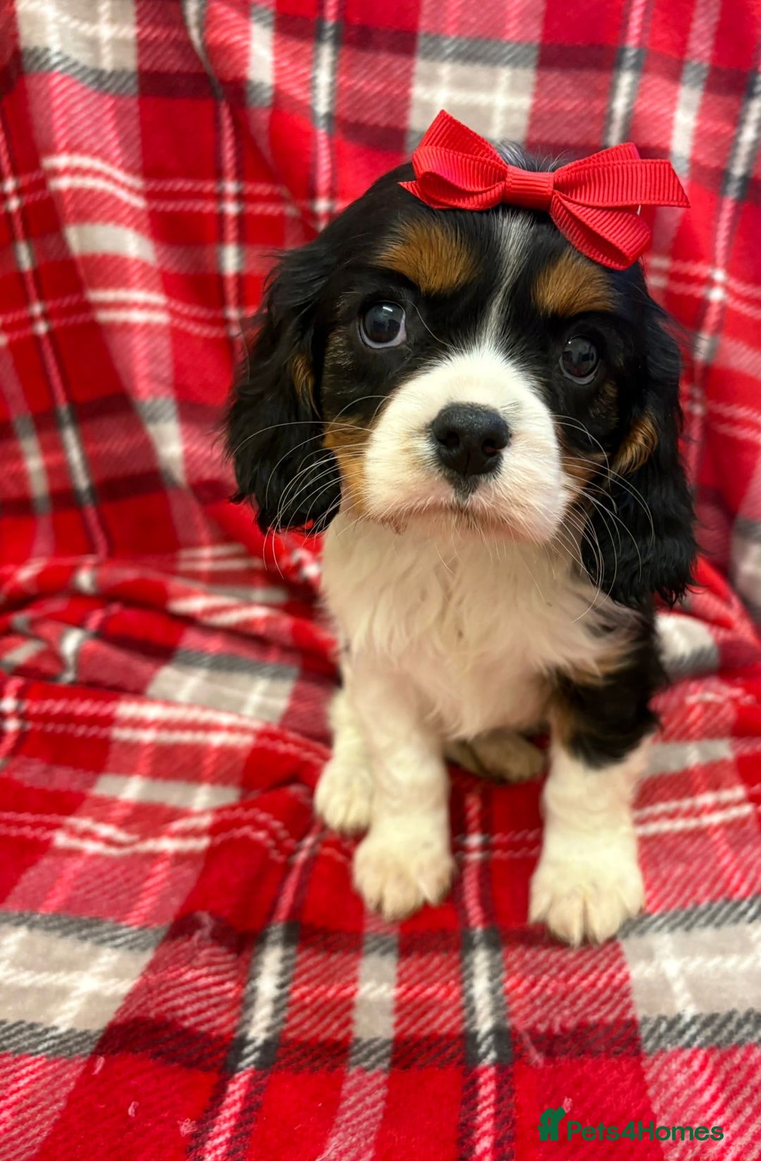 Cavalier King Charles Spaniel dogs for sale: Beautiful Cavalier King Charles babies ❤️ - Advert 34
