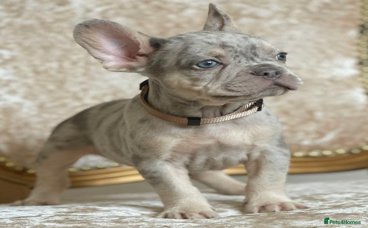 French Bulldog dogs - Advert 8
