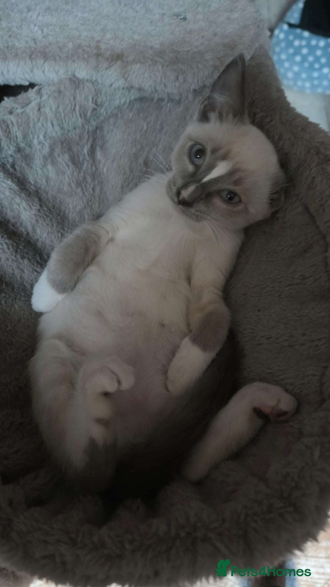 Mixed Breed cats Burmese crossed with Ragdoll  kittens  - Advert 1
