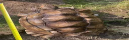 Tortoise reptiles for sale: 10 year old male sulcata tortoise  - Advert 3