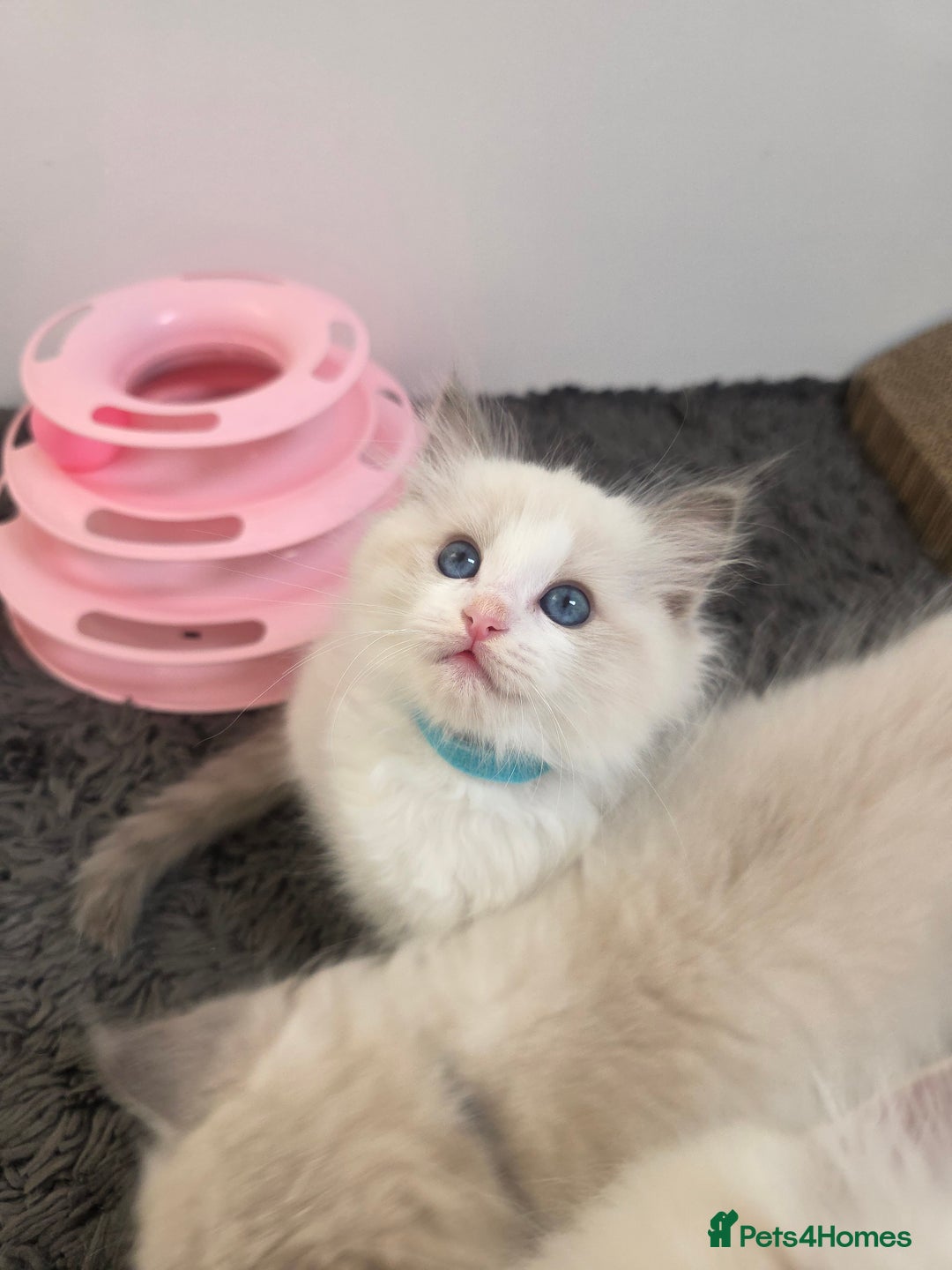 Ragdoll cats for sale: GCCF registered ragdoll kittens  - Advert 16