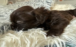 Shih Tzu dogs for sale: KC reg, 2 left! Potential blondes in Tamworth - Image 30