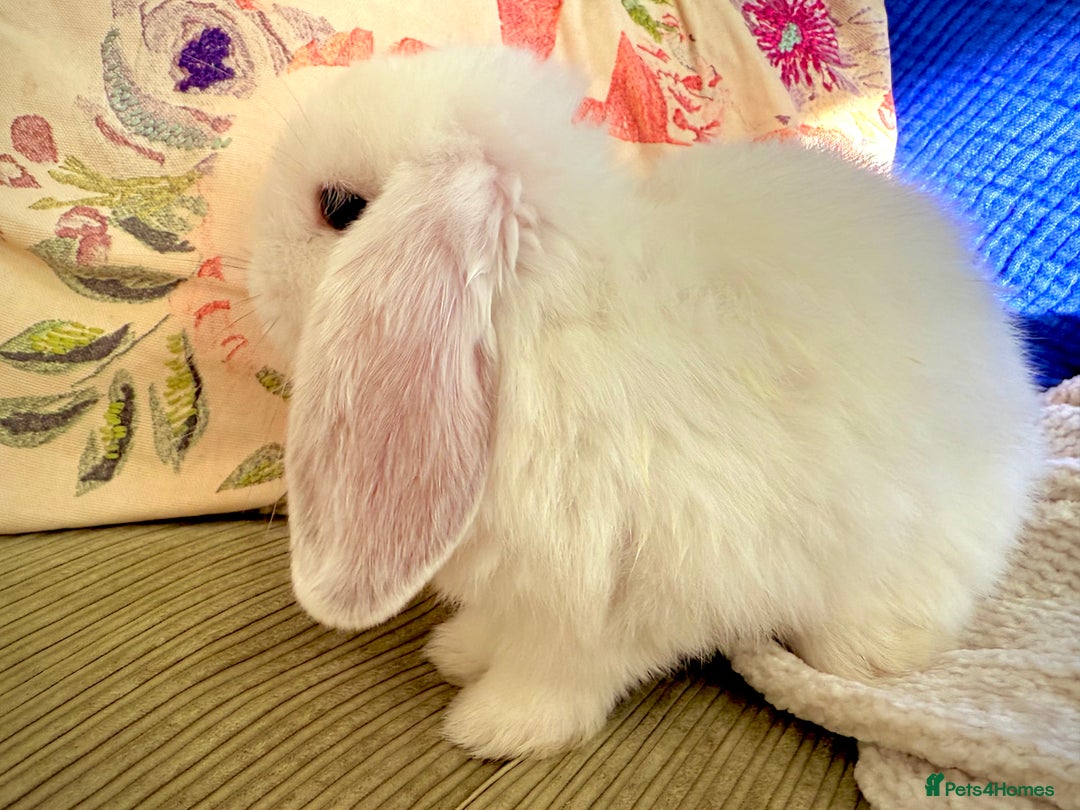 Mini Lop rabbits for sale: Mini lop babies - Image 24