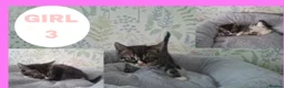 Mixed Breed cats for sale: Beautiful kittens for sale  - Advert 3