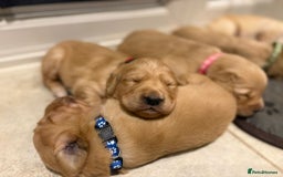 Golden Retriever dogs for stud: Beautiful Golden Retriever available for Stud in Wrexham - Image 10