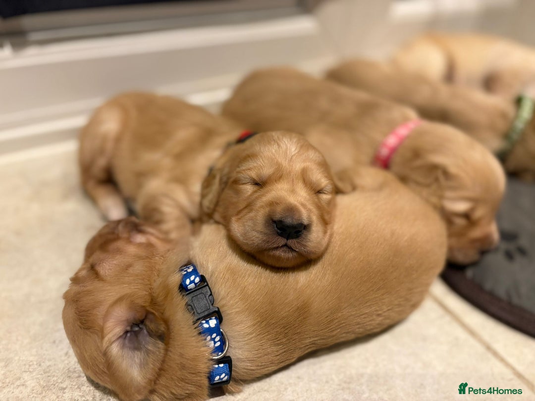 Golden Retriever dogs for stud: Beautiful Golden Retriever available for Stud in Wrexham - Image 10