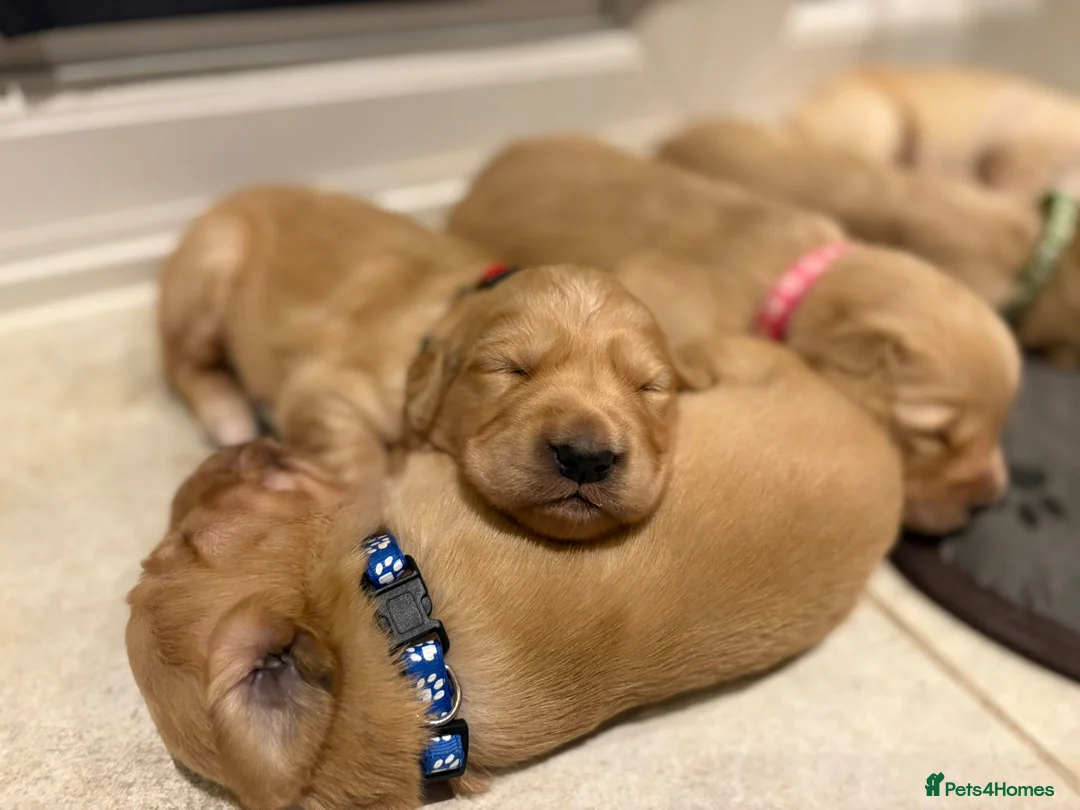 Golden Retriever dogs for stud: Beautiful Golden Retriever available for Stud in Wrexham - Advert 10