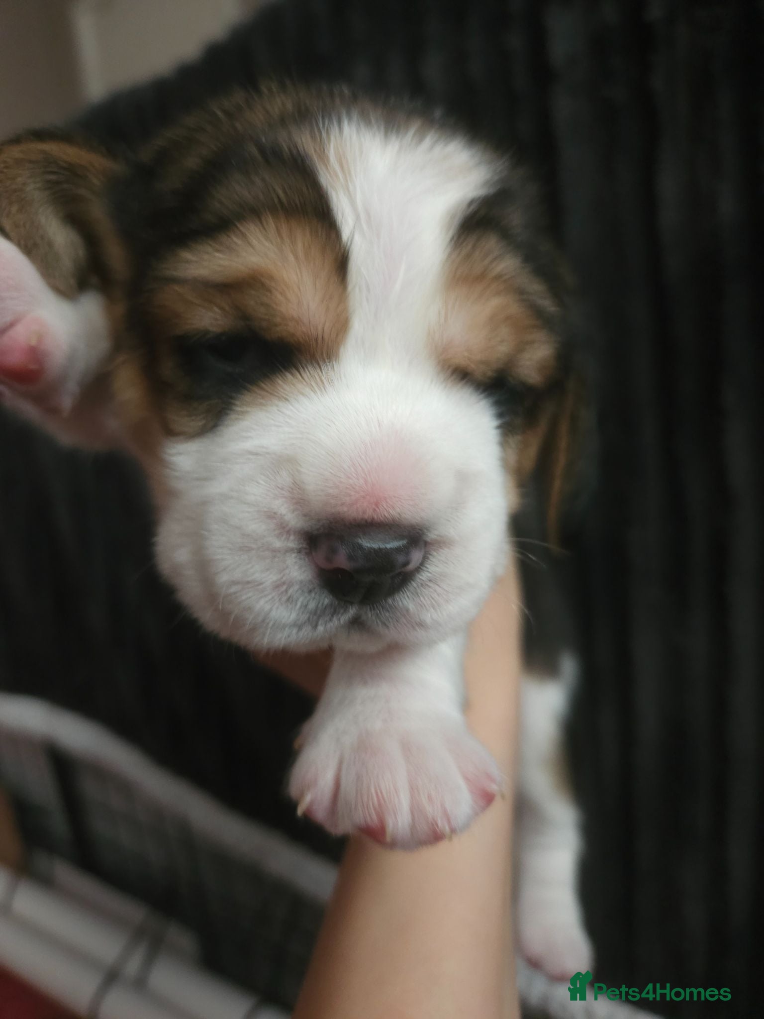 Beagle dogs KC Reg Beagle puppies Champions generation - Advert 15