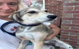 Mixed Breed dogs for adoption: Iris - Norwich Norfolk  - Image 7