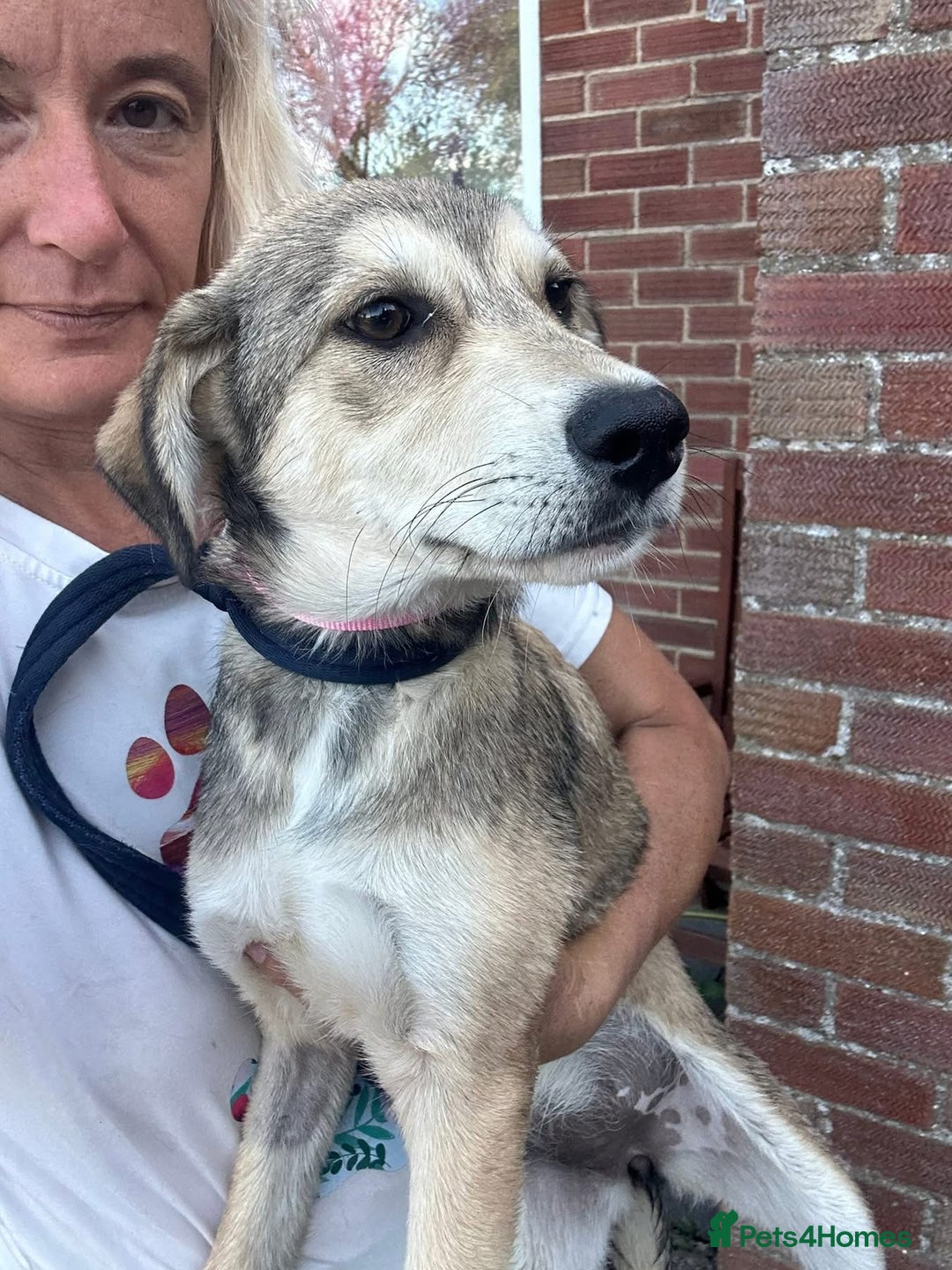 Mixed Breed dogs for adoption: Iris - Norwich Norfolk  - Image 7