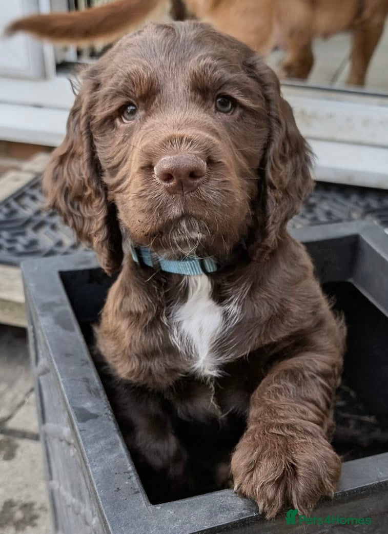 Cocker Spaniel dogs K.C reg. Working line Cocker Spaniels  - Advert 9