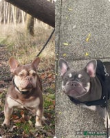 French Bulldog dogs - Advert 10